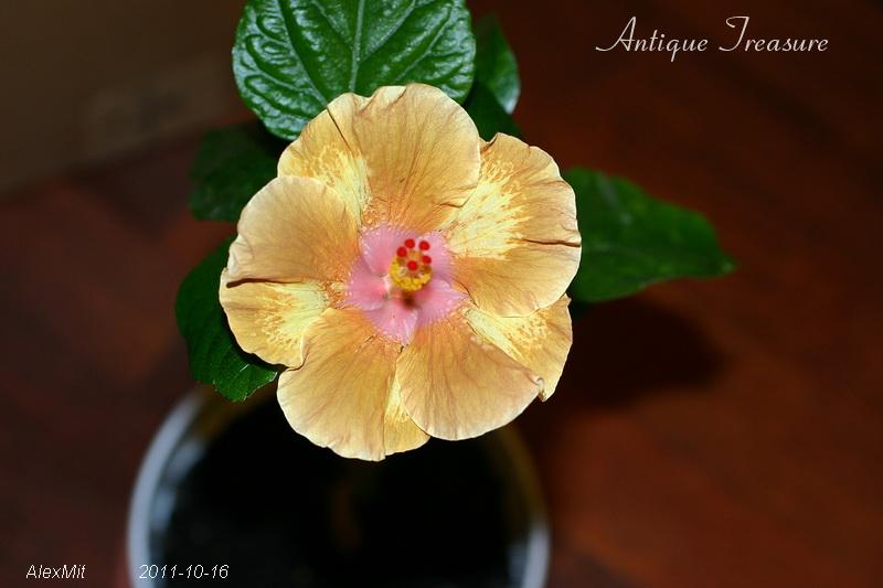 IMG_3211s.JPG