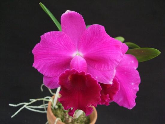 Цветение орхидеи Laeliocattleya Imperial Wings 'Noble'