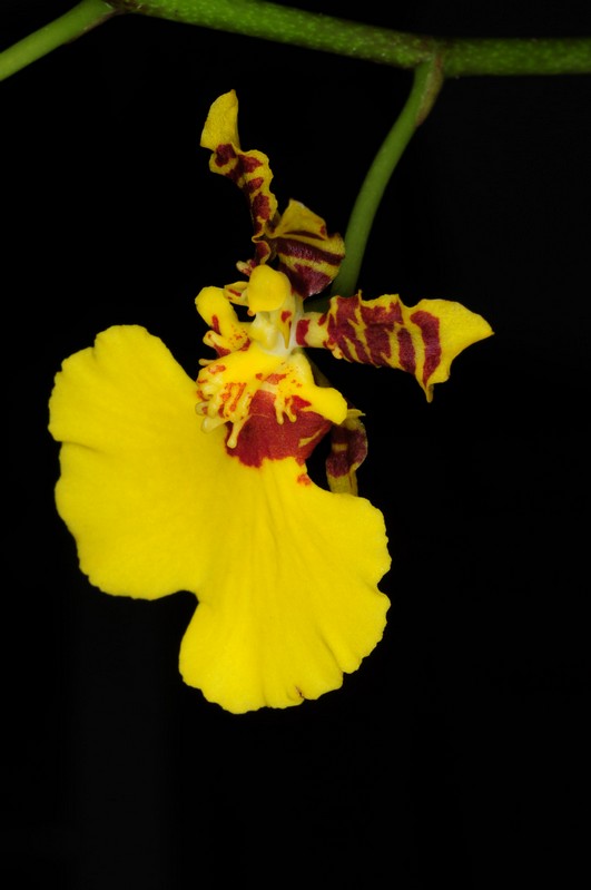 DSC_6536.jpg