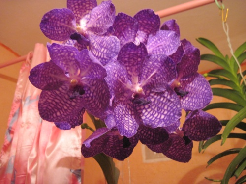 Pak chong blue