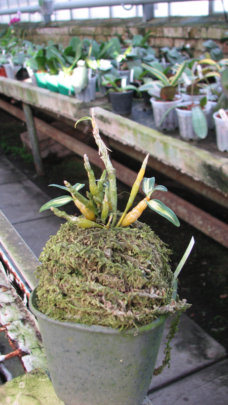 Фото орхидеи Dendrobium moniliforme Tennyokan