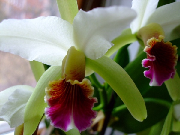 DSCF1172.jpg