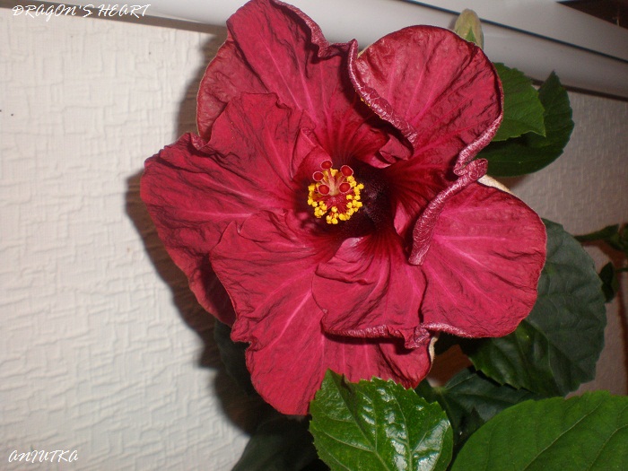 PA110343.jpg
