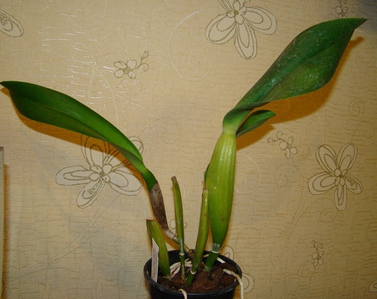 y_94725ae9.jpg