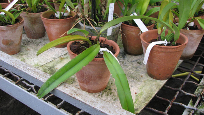 Фото орхидеи Cattleya maxima 'Jorg'