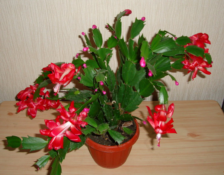Кучерявая