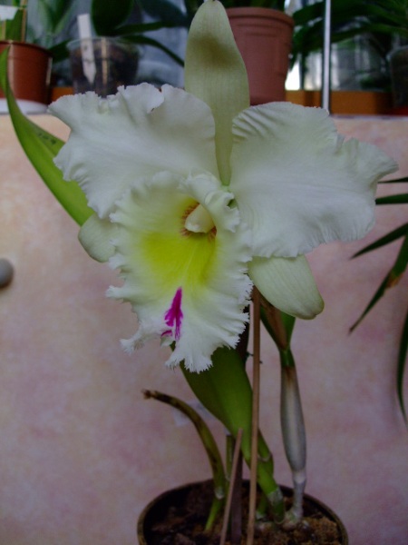DSCF1334.jpg