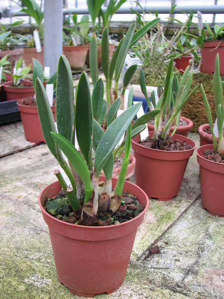 Laelia duvenii.jpg
