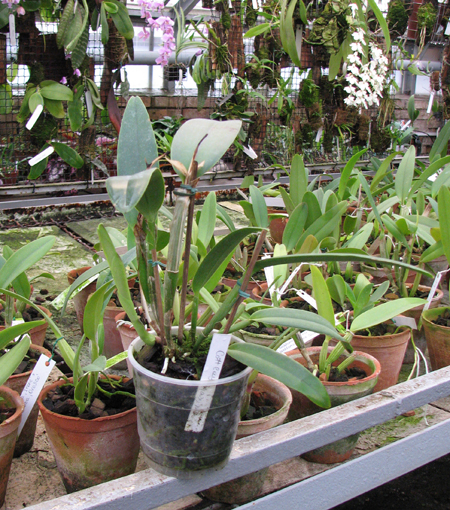 Cattleya maxima.jpg