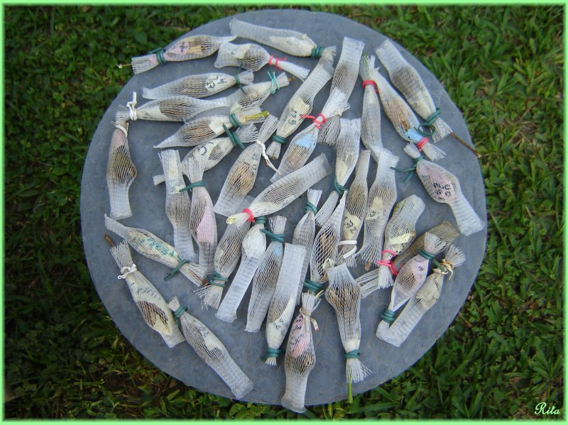 CapsulasDiversas1.JPG