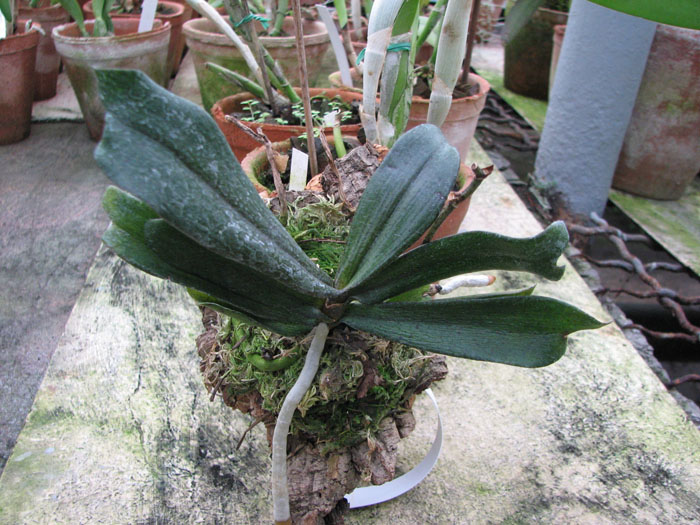 Aerangis biloba.jpg