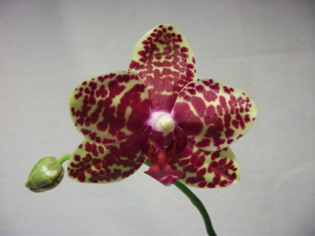 DSCF1155.JPG