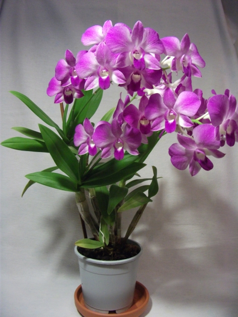 DSCF1161.JPG