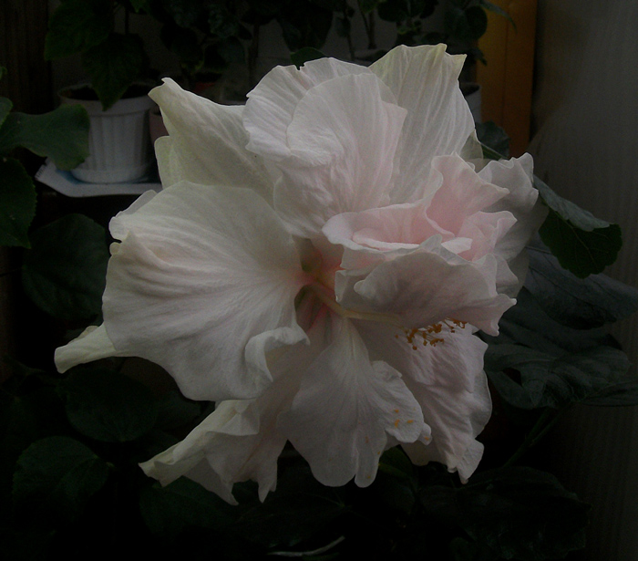 Brides Bouquet