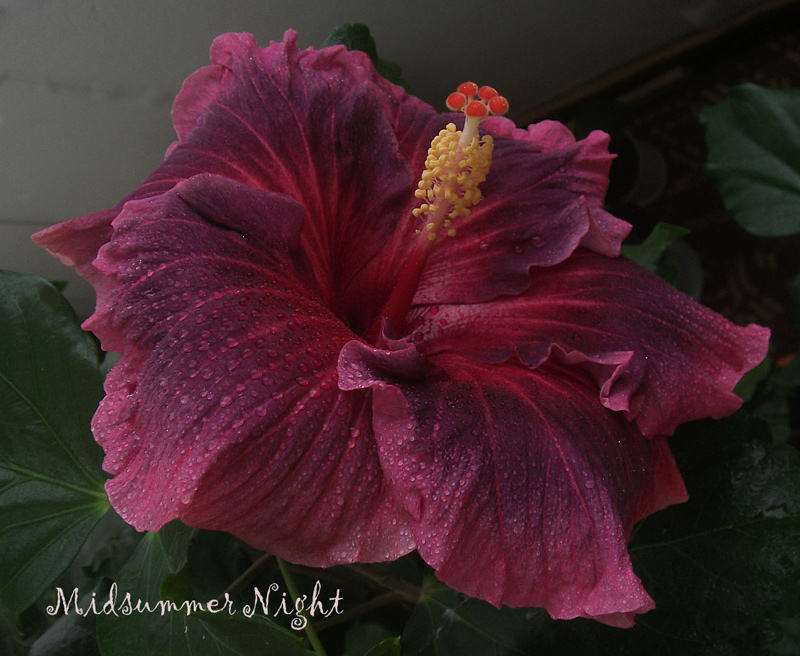 Midsummer Night