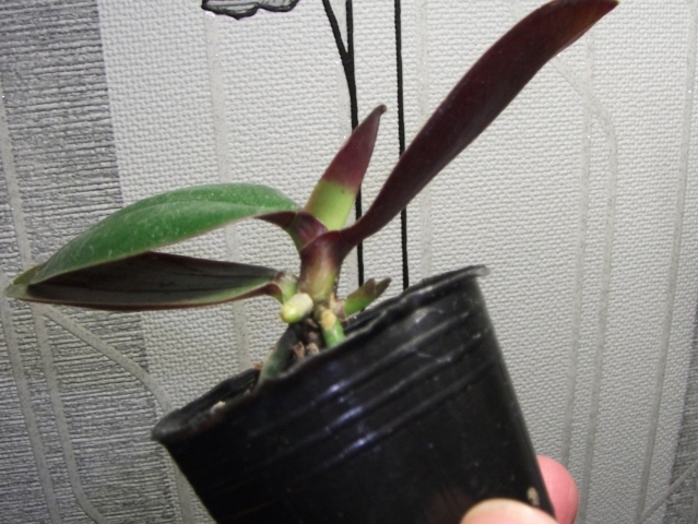 DSCF1192.JPG