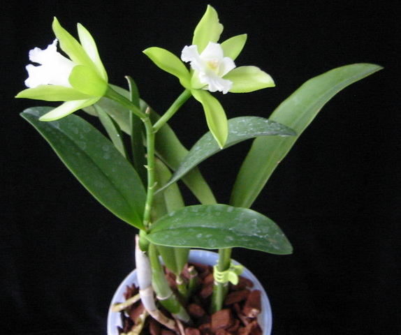 Cattleya Siam Jade
