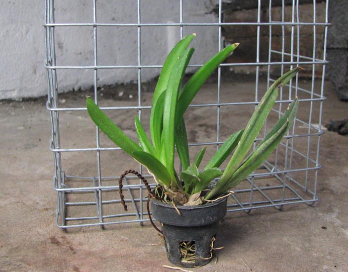 Oncidium Mix.jpg