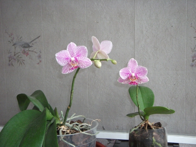 DSCF1234.JPG