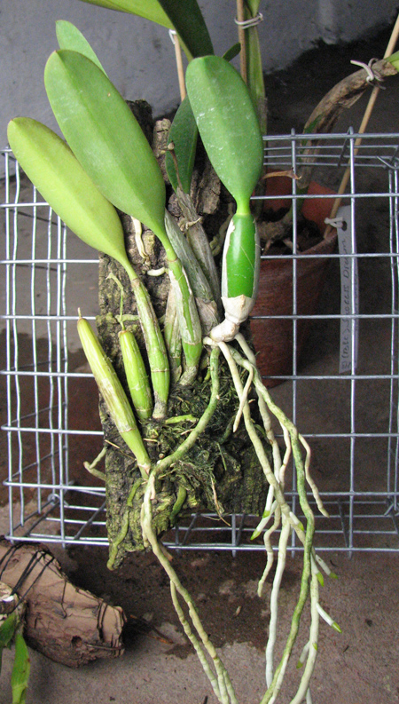 Laelia pumila.jpg