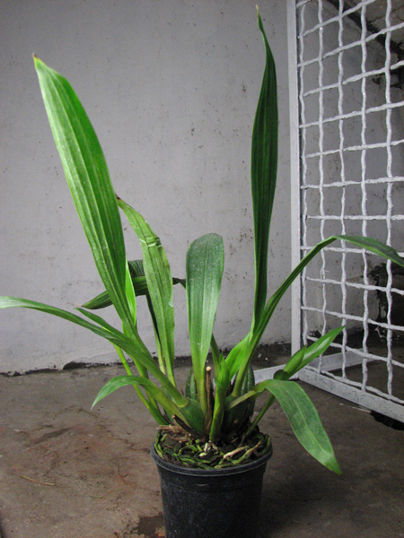 Propetalum Hark.jpg
