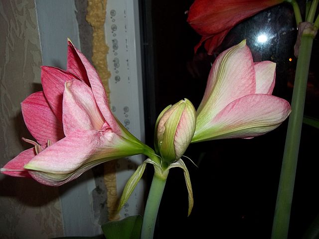 22.01.12_рожевий_2.jpg