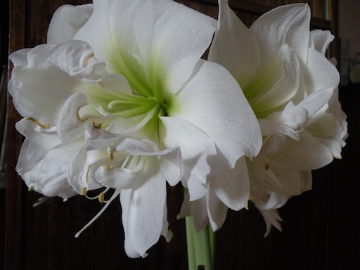 DSCN8216.jpg