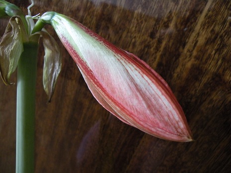 DSCN8250.jpg