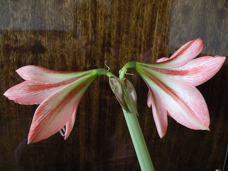 DSCN8261.jpg