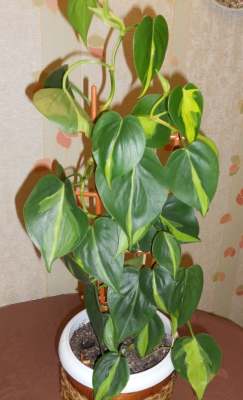 DSCN2428.JPG