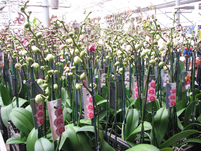 Elegant Orchids.jpg