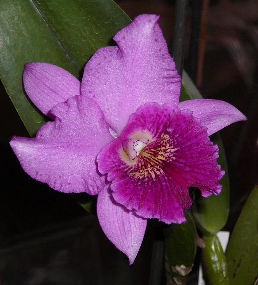 P1020323.JPG