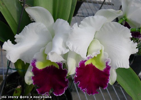 Blc. Chyong Guu Swan " Ruby Lip" AM/OSROC