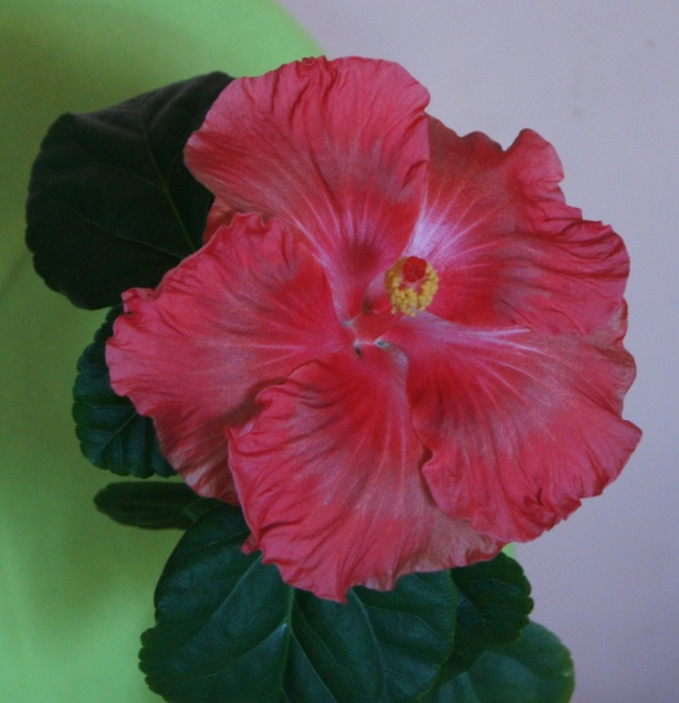 DSC03593.JPG