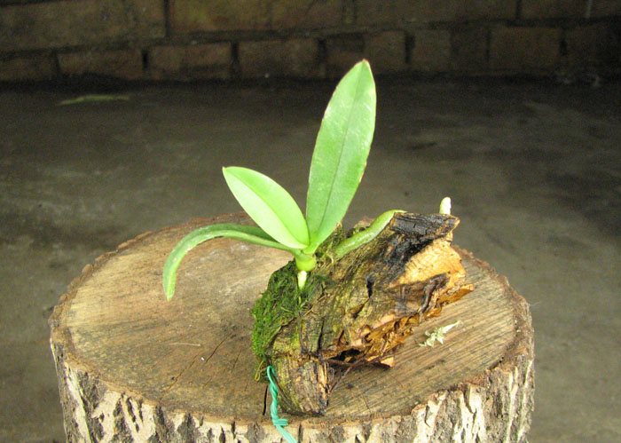 Amesiella minor.jpg