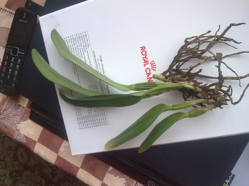 080320121059.jpg