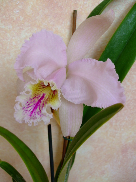 DSCF1611.jpg