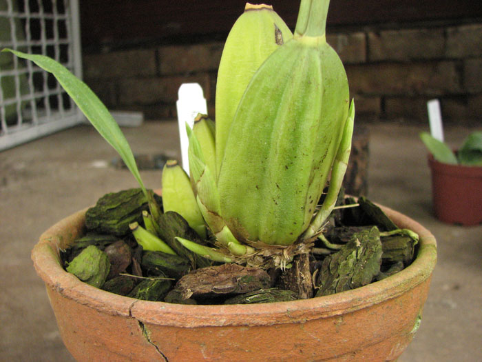 Ida fulvescens.jpg