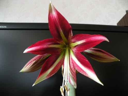 DSCN8505.jpg