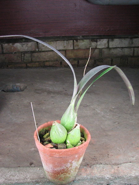 Encyclia diota.jpg