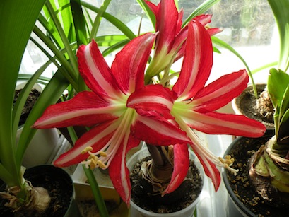 DSCN8664.jpg