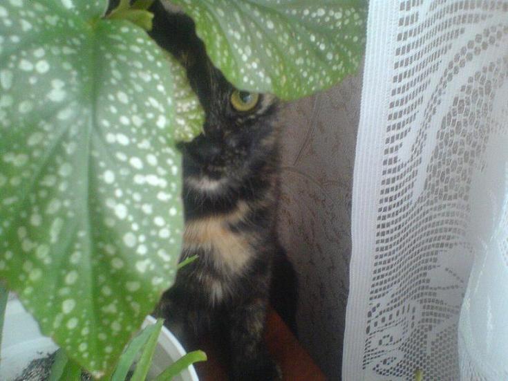 кот.JPG