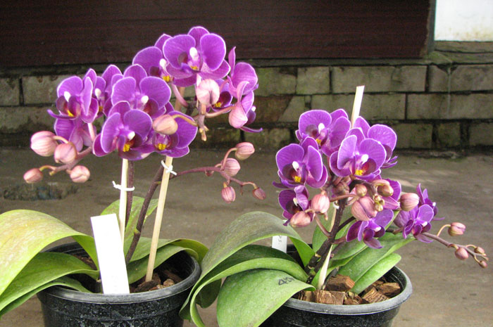 Doritaenopsis Sogo Berry.jpg
