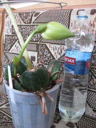 IMG_4816.JPG