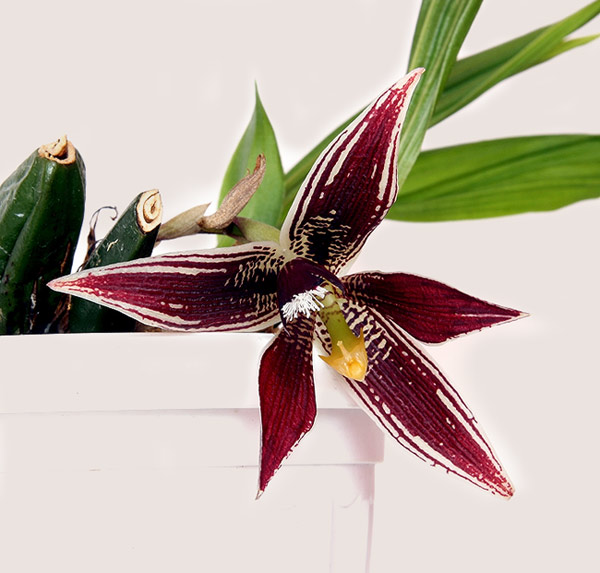 Paphinia6.jpg