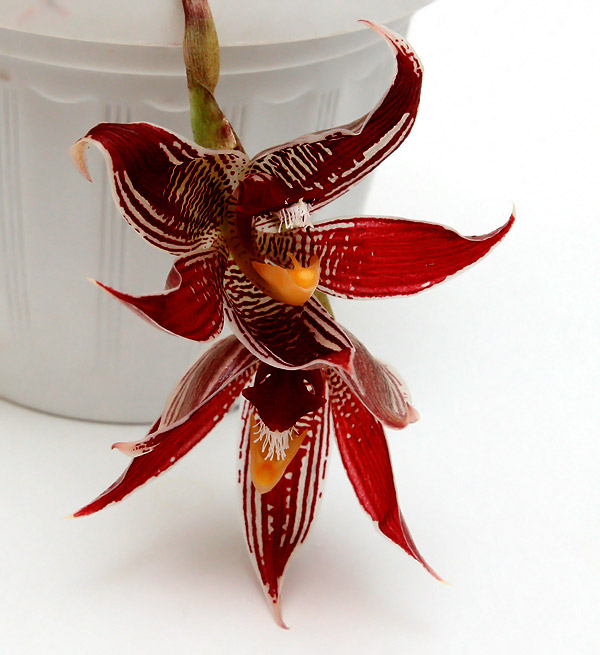 Paphinia11.jpg