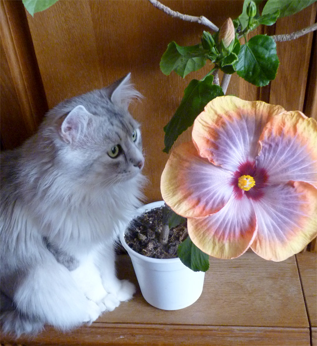 P1060340 ф.jpg