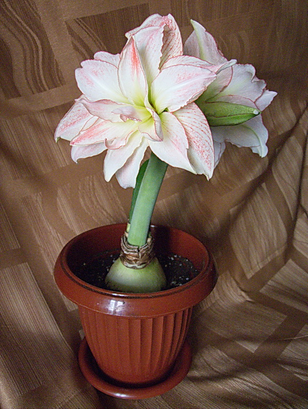 DSCF4744.jpg