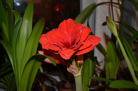 DSC_0009.jpg