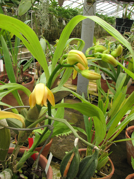 Chysis laevis.jpg
